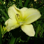 Hemerocallis Mikonos (2)