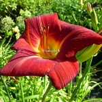 Hemerocallis Scarlock (1)