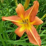 Hemerocallis Flambeau (3)