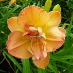 Hemerocallis France Joiner (2)