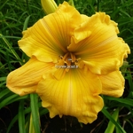 Hemerocallis Golden Scroll (2)