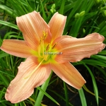 Hemerocallis Luxury Lace (2)