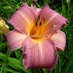 Hemerocallis Sugar Candy (1)