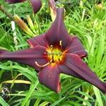 Hemerocallis American Revolution (1)