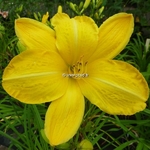 Hemerocallis Cartwheels (1)