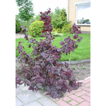 corylus%20red%20majestic