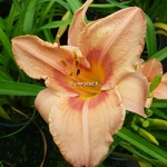 Hemerocallis Dancing Shiva (3)