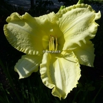 Hemerocallis Hudson Valley