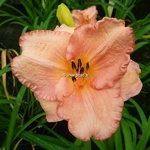 Hemerocallis Magic Kiss