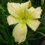 Hemerocallis Silver Circus (2)