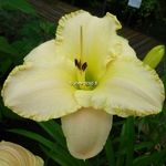 Hemerocallis Wedding Band (2)