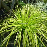 Carex oshimensis Aurea