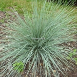 Elymus hispida