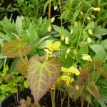 Epimedium Frohnleiten