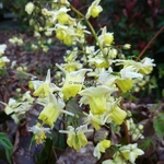 Epimedium versicolor Sulphureum (2)