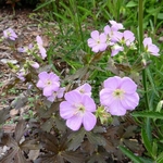 Geranium Elisabeth Ann (3)