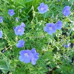 Geranium Orion (6)