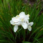 Libertia grandiflora (2)