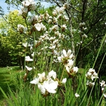 Libertia grandiflora