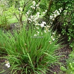 Libertia grandiflora (3)