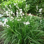 Libertia grandiflora (4)