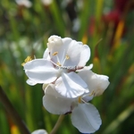 Libertia peregrinans (2)