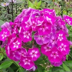 Phlox Uspeckh