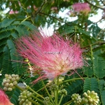 Albizia julibrissin Ombrella (1)