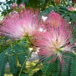 Albizia julibrissin Ombrella (2)