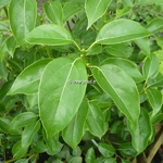 Cinnamomum camphora (1)