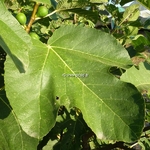 Ficus carica Goutte dOr (4)
