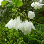 Halesia carolina (5)