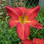 Hemerocallis James Marsh (2)