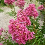 Lagerstroemia indica Rubra (4)