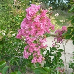 Lagerstroemia indica Rubra