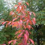 Nyssa sinensis