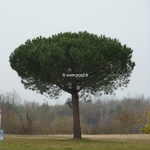 Pinus pinea (4)