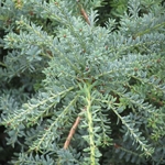 Podocarpus lawrencei Blue Gem