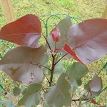 Populus deltoides Purple Tower
