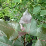 Populus deltioides Purple Tower (1)