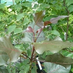 Populus deltioides Purple Tower (2)