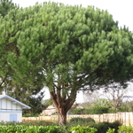 Pinus pinea