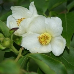 Stewartia sinensis (3)