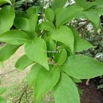 Stewartia sinensis (5)