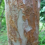 Stewartia sinensis (1)