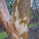 Stewartia sinensis
