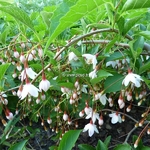 Styrax japonicus Pendula Rosea