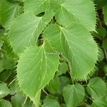 Tilia henryana (6)