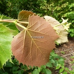 Tilia henryana (5)