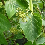 Tilia henryana (7)